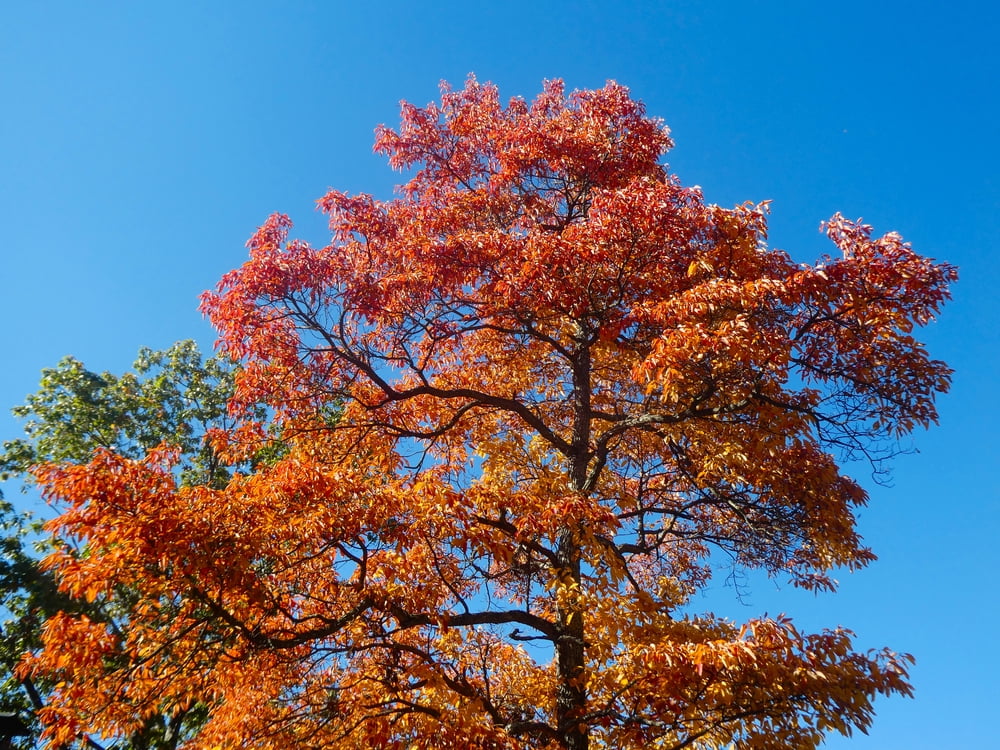 2 Live Sassafras Tree Plants for Growing (Sassafras albidum) – Hardy Native Deciduous Tree – Vibrant Fall Color – Ideal for Landscaping & Wildlife Gardens - Well Rooted Tree Seedlings