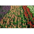 thumbnail image 6 of 100 MIXED COLORS SALVIA Splendens Red Purple White Pink Sage Flower Seeds, 6 of 9