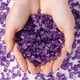 thumbnail image 5 of Xiao Hua Piedra triturada natural morada de 200 g, color optimizado, 5-7 mm, adorno de piedra natural, cuentas desmagnetizantes, maceta, piedra decorativa para pecera, 5 of 5