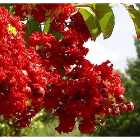 Dynamite Red Crape Myrtle Gallon