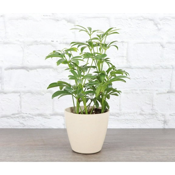 Live Arboricola Plant - 4" Eco Pot - Natural