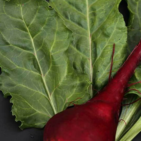 Lutz Green Leaf Beet Seeds - 2 g ~100 Seeds - Heirloom, Open Pollinated, Non-GMO, Farm & Vegetable Gardening Seeds