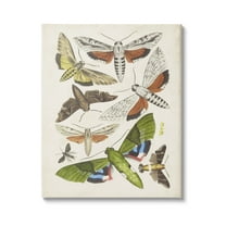 Stupell Industries Mixed Insects Moth Latin Studies Graphic Art Gallery Wrapped Canvas Print Wall Art, Design by World Art Group