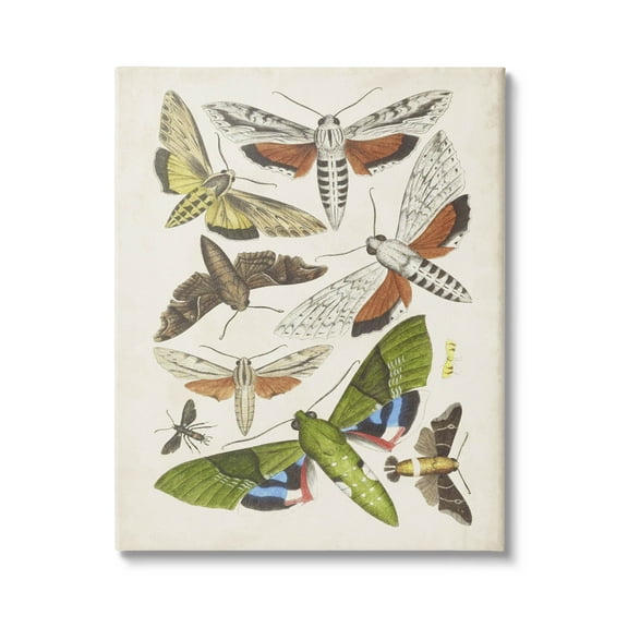 Stupell Industries Mixed Insects Moth Latin Studies Graphic Art Gallery Wrapped Canvas Print Wall Art, Design by World Art Group