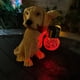 thumbnail image 3 of Escultura de perro con lámpara , decoración LED, animal, lámpara de césped impermeable de resina para jardín, Patio, inauguración de cálido CUTICAT Luz de estatuilla al aire libre, 3 of 8