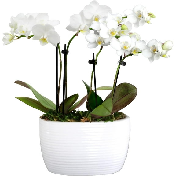 Just Add Ice 6-10" White and Yellow Mini Orchid Duo Live Plants in 4" White Ceramic Planter, House Plant