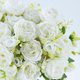 thumbnail image 2 of Flores Artificiales de Peonías, 3 Paquetes de Flores Blancas Artificiales Peonías Falsas, Peonías de Seda Ramo de Boda para Centro de Mesa Fiesta Decoración del Hogar, 2 of 4