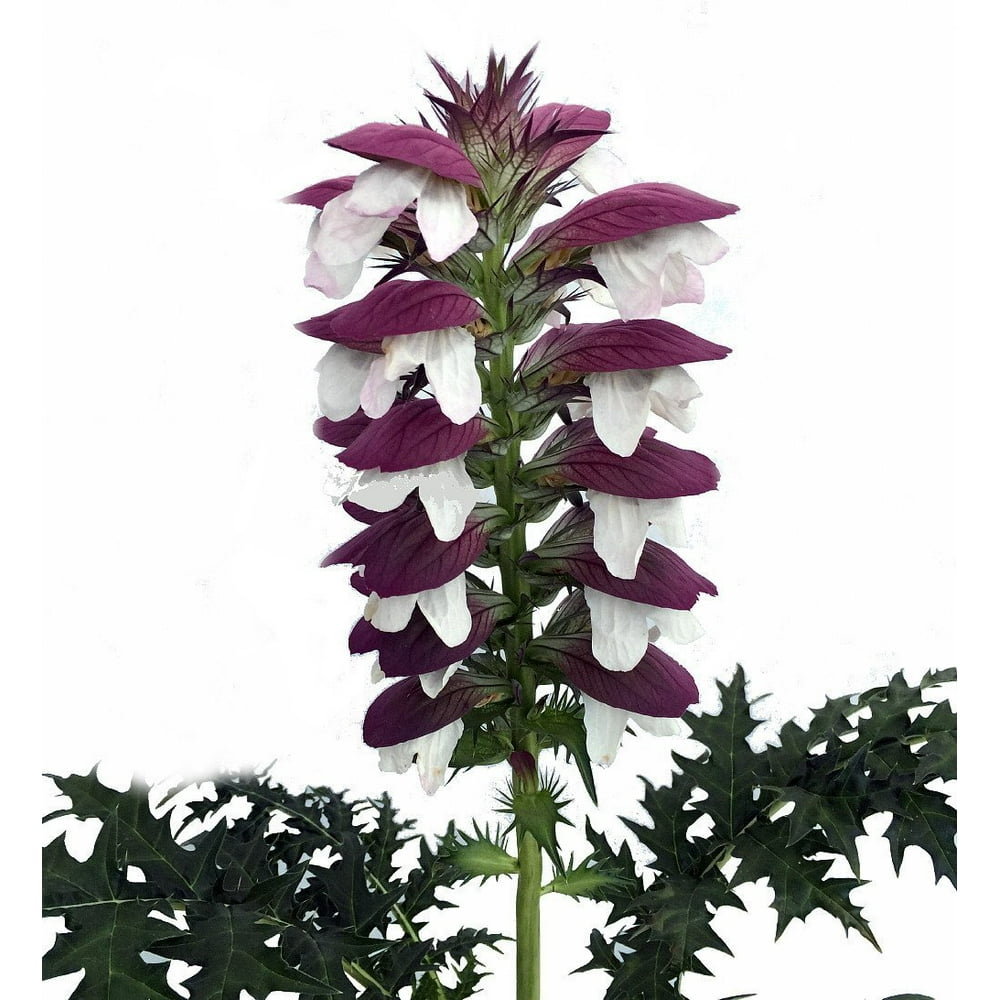 Bear�s Breeches Plant Acanthus spinosus Gallon Pot