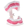 thumbnail image 3 of Modelo de Lengua de es de Boca con Ampliación de Inferiores Extraíbles 2x , Fijación -15x12x9cm, 15x12x9 cm Baoblaze Kit de dientes de la boca humana, 3 of 7