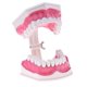 thumbnail image 3 of Modelo de Lengua de Dientes Dentales de Boca con Ampliación de Dientes Inferiores Extraíbles 2x Dientes Fijos Perfecl, 3 of 7