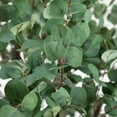 thumbnail image 7 of Nearly Natural Artificial Potted Eucalyptus Tree - 13' - Green, 7 of 7