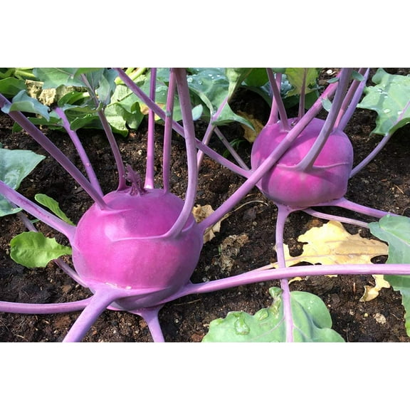 Purple Vienna Kohlrabi Seeds for Planting | 100  Seeds | Exotic Garden Vegetable, Delicious and Fun to Grow