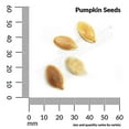 thumbnail image 3 of Ferry-Morse 1.1G Pumpkin Autumn Gold Bush F1 Annual Vegetable Seeds, Full Sun, 3 of 10
