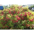 thumbnail image 4 of 1 Gallon Red Prince Weigela Shrub 6 Pack, 4 of 6