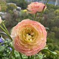thumbnail image 1 of GSDWIUEW Ranunculus Bare Roots for Planting Canada, Perennial Flower Ranunculus, Easy to Grow, Ranunculus Bare Roots for Spring and Autumn Planting Home Garden Indoor and Outdoor(Hydra,10 Pack), 1 of 6