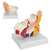 Octpeak Science Education Supplies,Ear Model Anatomy,Ear Model Anatomy 1.5:1 Magnified Scientific Professional Simulation Small Human Anatomy Model