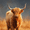 Highland Cow, variant on UXIEQU Cowboy on Horseback Canvas Wall Art Print 15.75x11.81 Inches