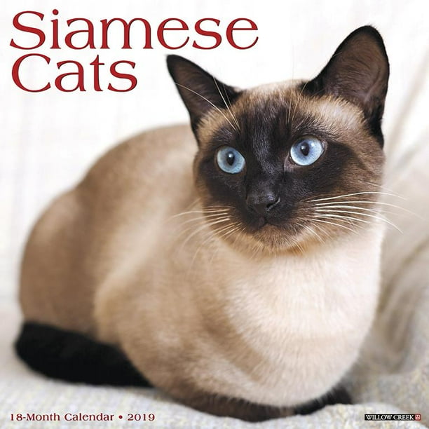 Siamese Cats 2019 Wall Calendar (Other) - Walmart.com - Walmart.com