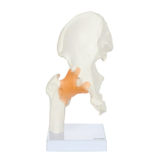 Axis Scientific Hip Joint Model Life-Size with Flexible Ligaments and Stand