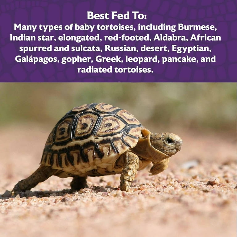 Mazuri Tortoise Russian Tortoise Fruit Mazuri Juvenile Tortoise