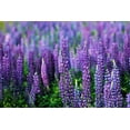 thumbnail image 3 of Seedville 100 Perennial Lupine Flower Seeds, 3 of 10