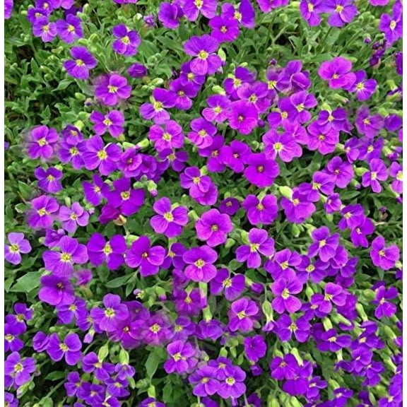 250 Aubrieta Seeds - Cascade Purple Flower Seeds, Perennial, Deer Resistant !