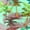 CYAN, LEAVES, variant on LA LEELA Women's Bikini Beach Swimwear Cover Ups Sarong One Size Colorful, Leaves