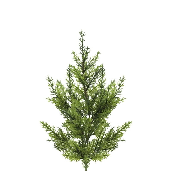 Cypress - Farm Direct Fresh Cut Flowers - 200 Stems