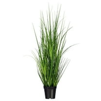 36" Green Lemongrass Potted