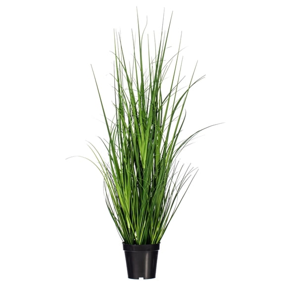 36" Green Lemongrass Potted