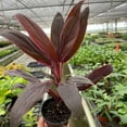 thumbnail image 2 of Cordyline Calypso Queen Live Plant for Indoor | Different Houseplants in 4'' & 6'' Pot | Real House Plant for Living Room, Office, Desk & Bathroom | Cordyline fruticosa Calypso Queen, 2 of 5