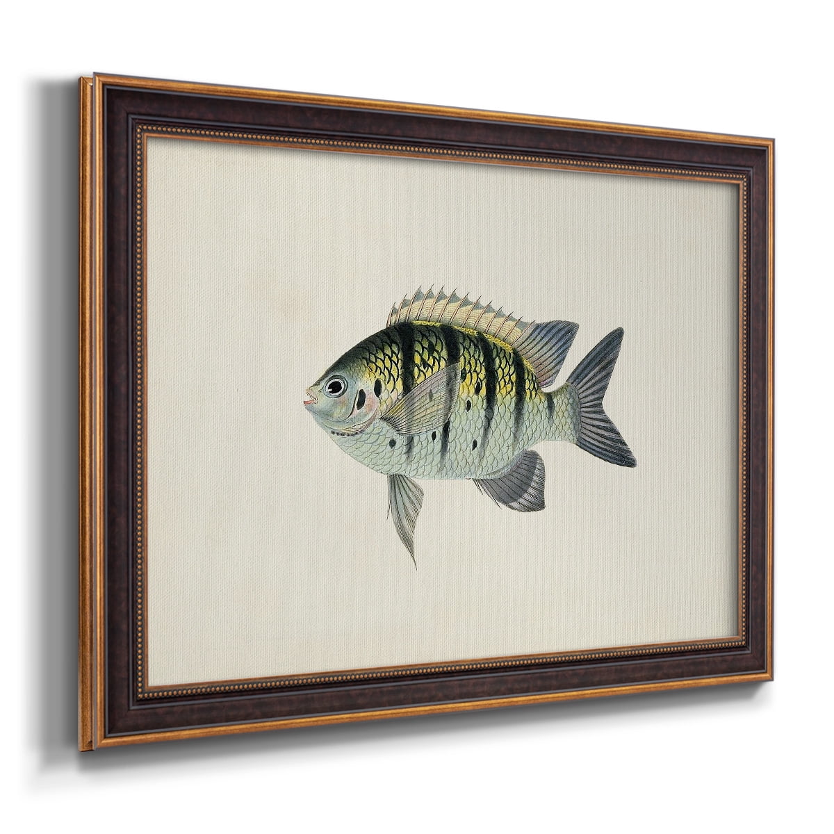 Tropical Fish Collection VI Premium Framed Canvas- Ready to Hang