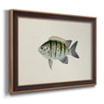 thumbnail image 2 of Tropical Fish Collection VI Premium Framed Canvas- Ready to Hang, 2 of 5
