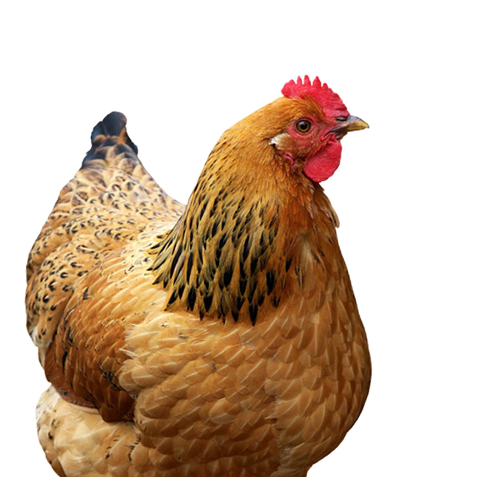 YWMJZEU Chicken Statue, Garden Stake, Animal Sculpture, Decorative Metal Chicken Figure, 31.5x17.4x0.1cm