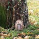 thumbnail image 2 of Great promotion! Fairys Doors For Trees Outdoor Miniature Fairys Door For Tree Decoration Fairys Garden Accessories, 2 of 5