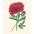thumbnail image 2 of Smith, E. D. 26x30 White Modern Wood Framed Museum Art Print Titled - Summer Blush II, 2 of 4