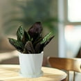 thumbnail image 4 of IPEWLEX Scandinavian Style Resin Flower Pots with Saucer, Durable Thickened Plastic Indoor Planters for Various Plants, 4 of 6