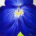thumbnail image 3 of Lavoie, Tina 20x20 Black Modern Framed Museum Art Print Titled - Delphinium, 3 of 5