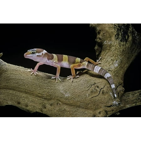 Eublepharis Macularius F. Albino (Leopard Gecko) Print Wall Art By Paul