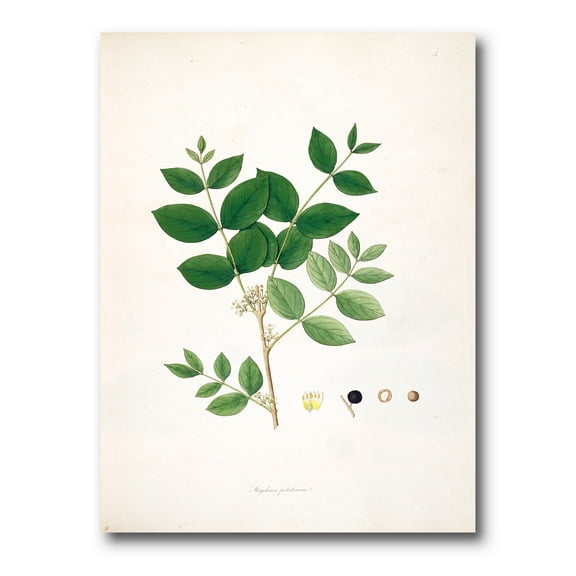 Designart ' Ancient Botanicals VI ' Farmhouse Canvas Wall Art Print