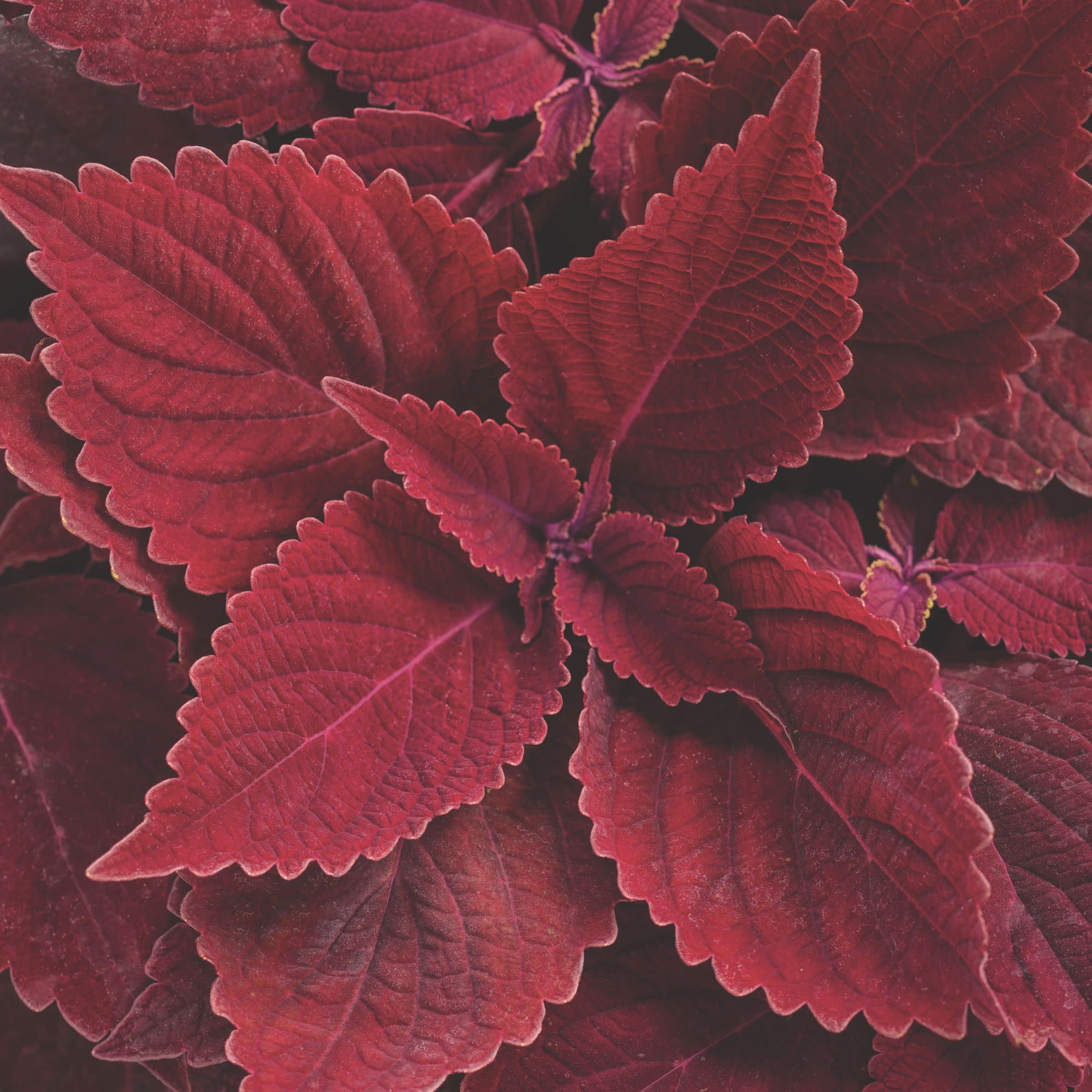 Proven Winners 4" Red ColorBlaze Rediculous Coleus Live Plant in 4.25" Pot (4 Count)