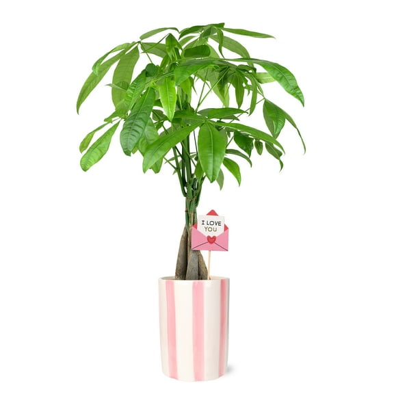 5IN Money Tree (Love You Edition) – Pink Hollywood – “I Love You Envelope” Pick