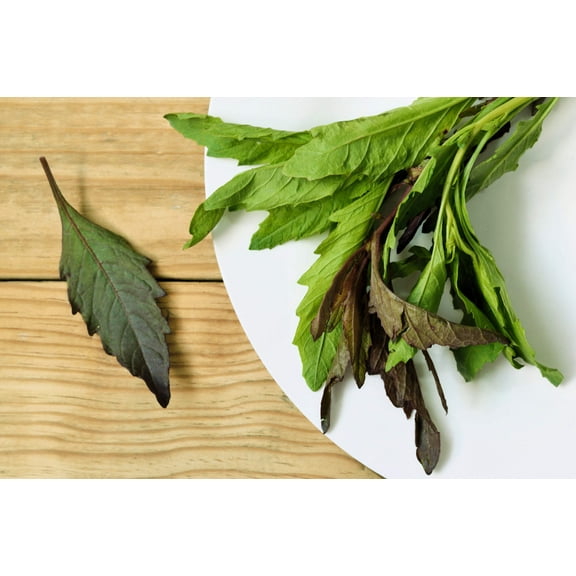 300 EPAZOTE (Mexican Tea) Chenopodium Ambrosioides Herb Flower Seeds