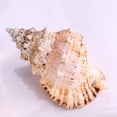 thumbnail image 4 of Aquarium Fishing Net Conch Large Natural Seashells Nautical Specimen Shell N7X6, 4 of 9