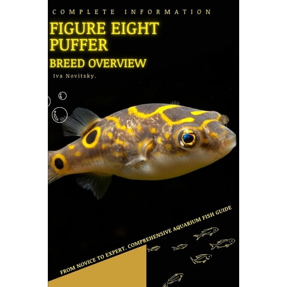 Figure eight puffer: From Novice to Expert. Comprehensive Aquarium Fish Guide (Paperback)