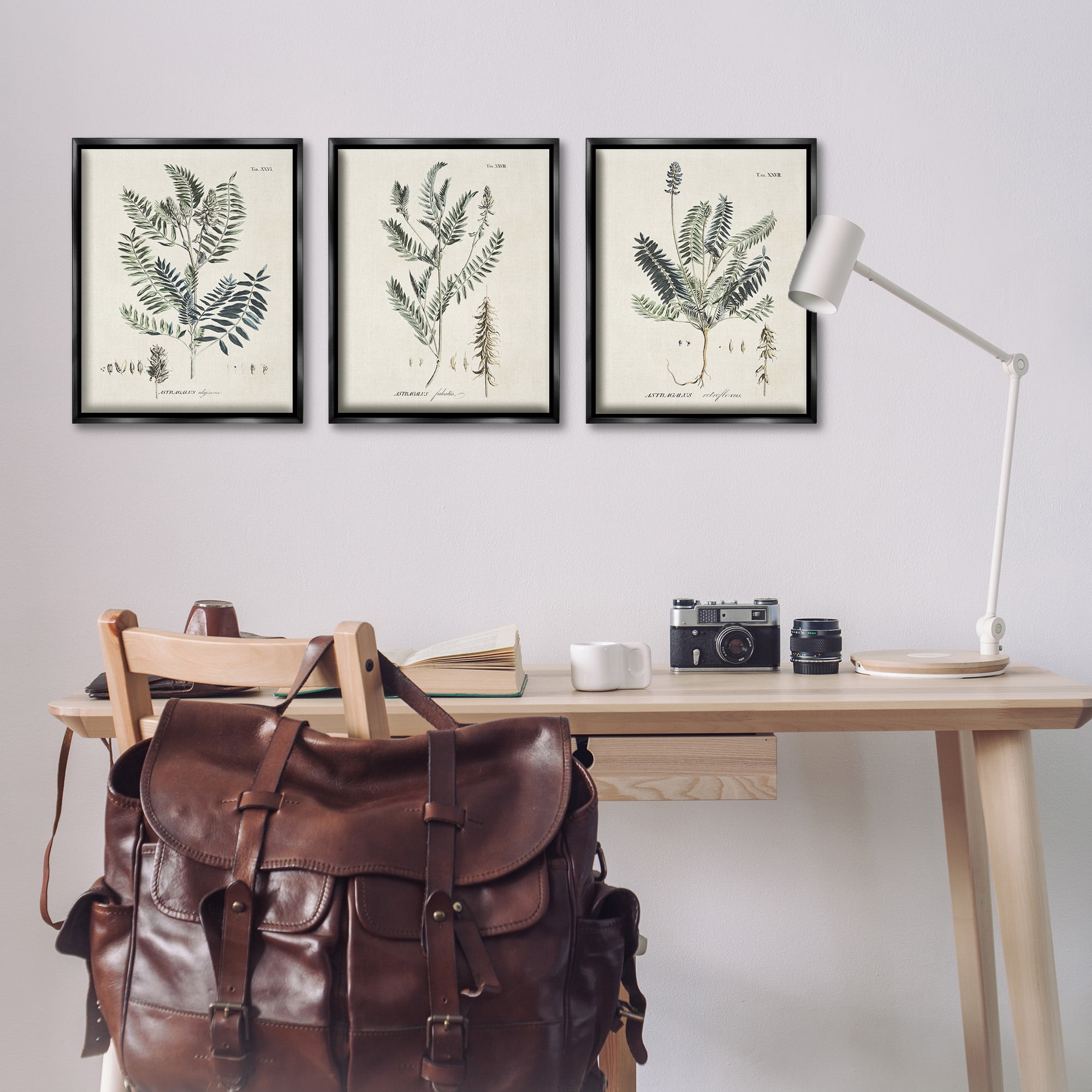 Stupell Industries Green Botanical Latin Study Botanical & Floral Drawing Black Floater Framed Canvas Art Print Wall Art, 17 x 21, Set of 3