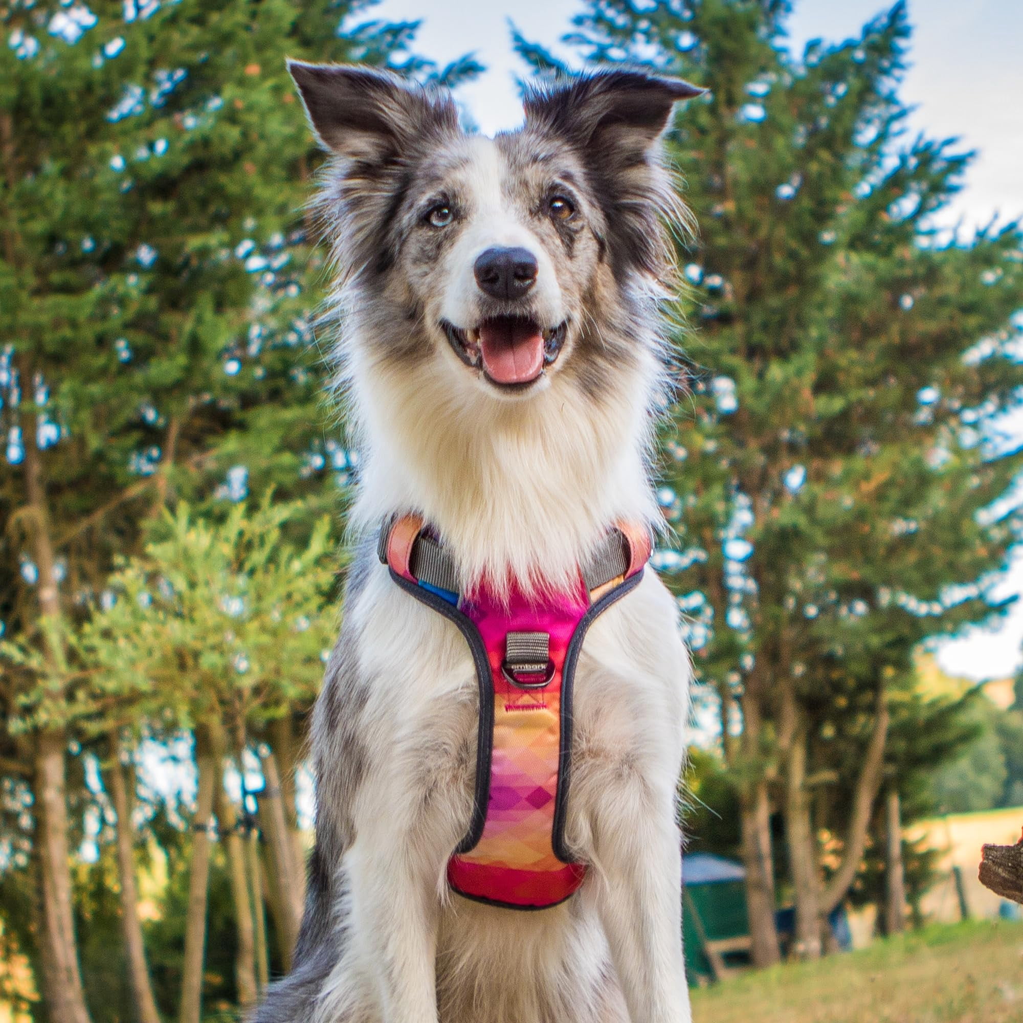 Embark Adventure Dog Harness For Small  Medium & Large Dogs - No Pull Reflective Trim Heavy Duty Oxford 2 Leash Clips Gel-lined Handle Soft Padded