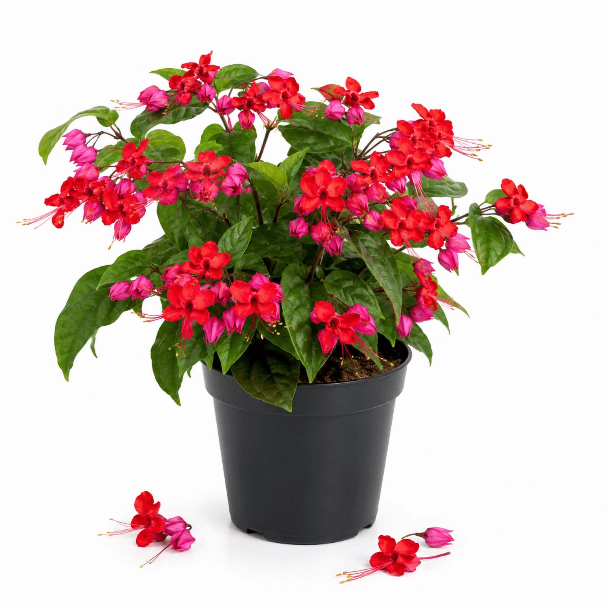 Set 2 Bleeding Heart Red Clerodendrum Thompsonii Plants, Clerodendrum Bleeding Heart Vine - Perennial Flower, Well Rooted Starter Plants for Garden