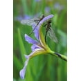 thumbnail image 2 of Rotenberg, Nancy 11x14 Black Ornate Wood Framed with Double Matting Museum Art Print Titled - USA, Pennsylvania Two dragonflies on iris flower, 2 of 4