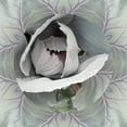 thumbnail image 2 of Studio Nine6 26x26 White Modern Wood Framed Museum Art Print Titled - Cabbages A, 2 of 4